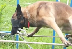 L'incredibile video dell'addestramento di un cane poliziotto