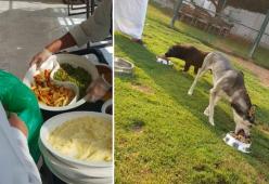 Un ristorante di lusso negli Emirati dà gli avanzi di cibo ai cani randagi 