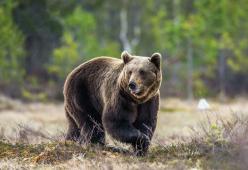 L'orso M49 fugge da un muro elettrificato: rischia l'abbattimento