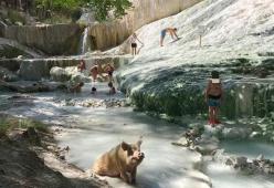 Un maiale si fa il bagno alle Terme di Siena e la foto diventa virale