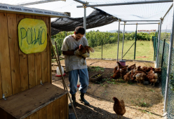 Ecco il pollaio sociale, dove puoi adottare una gallina allevata da disabili