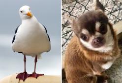 Chihuahua "rapito" da un gabbiano: l'appello disperato per ritrovarlo