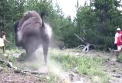 Video choc, bisonte carica una bimba di 9 anni: "Turisti troppo vicini"