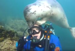 La foca curiosa si avvicina al sub e nasce un'amicizia sott'acqua