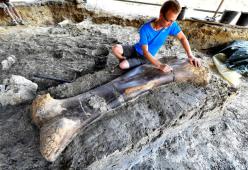 Trovato in Francia un osso di dinosauro di 140 milioni di anni fa