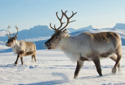 Alle Isole Svalbard 200 renne sono morte di fame, gli esperti: “Colpa dei cambiamenti climatici”