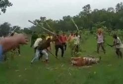 India: 40 persone massacrano una tigre a bastonate per vendetta