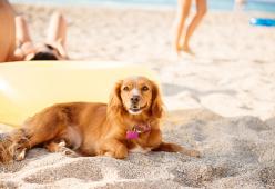 A Bibione i residenti dicono no alla spiaggia per cani