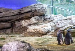 Coppia di pinguini gay adotta un uovo abbandonato dalla madre