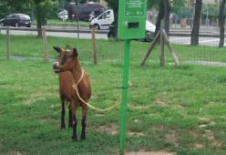 Capra abbandonata in una parco a Milano