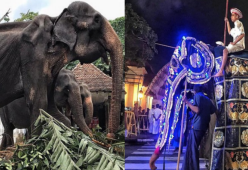 Elefante anziano e malnutrito costretto a sfilare a un festival in Sri Lanka