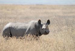 In Africa si potrà uccidere il doppio di rinoceronti neri, ma c'è un motivo...