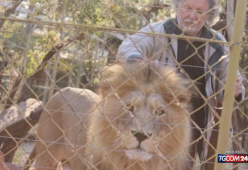 Allevatore di leoni ucciso dagli stessi animali che aveva cresciuto