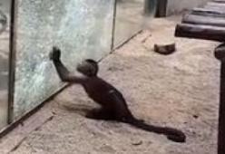 Una scimmietta tenta di scappare dallo zoo in Cina: il video è virale