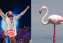 Jova Beach Party: fenicotteri disorientati a causa del concerto?