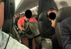 Sale sull'aereo con il suo pony... e il motivo è molto serio