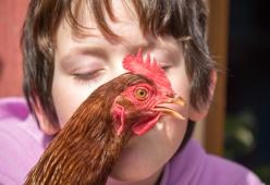 Epidemia di salmonella in USA a causa dei baci a  galline e polli