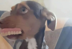 Passano ore a cercare la dentiera della nonna... era nella bocca del cane