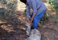 La piccola Ruth uccisa a badilate: l'orrore a Palermo