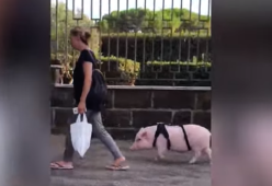 Va a spasso con un maiale rosa al guinzaglio: succede a Roma
