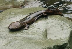 Ecco l'anfibio più grande del mondo: è la salamandra gigante cinese