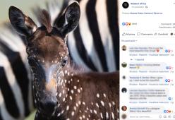 La zebra a pois esiste davvero: eccola