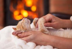 Veterinario cerca "coccolatori di gatti"... e lo stipendio è da sballo