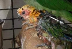 Incolla becco e piume al pappagallo per non farlo cantare
