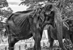 Tikiri non ce l’ha fatta: l’elefante anziano e sfruttato per le sfilate è morto
