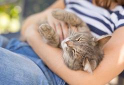 Anche i gatti sviluppano un legame profondo con il padrone, lo rivela uno studio

