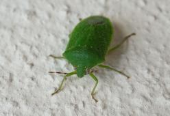 Hai le cimici in casa? Ecco i rimedi naturali per mandarle via