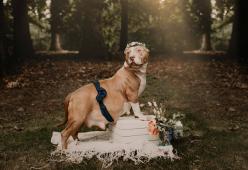 Pitbull incinta abbandonata, ma qualcuno l'aiuta a trovare di nuovo l’amore