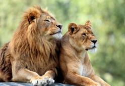 Uccidi due leoni e paghi uno: la promozione shock per i cacciatori di trofei
