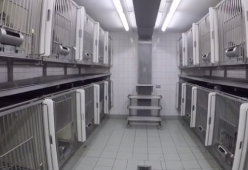 Laboratorio horror scoperto in Germania: scimmie, cani, gatti e conigli torturati per esperimenti
