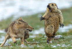 Una marmotta spaventata da una volpe è la foto dell'anno a tema naturalistico