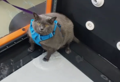 Il gatto obeso che va sul tapis roulant per dimagrire