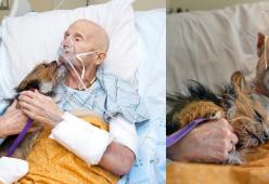 Abbracciare il suo cagnolino: l'ultimo desiderio di un veterano in fin di vita