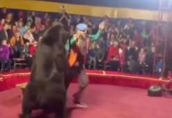 Shock al circo: orso bruno attacca il domatore durante uno show in Russia