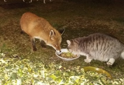 Il gatto e la volpe mangiano insieme, come in una fiaba
