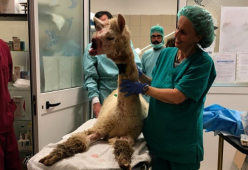 L'alpaca Joy, sbranato da un cane per difendere 2 turiste, sta meglio