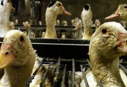 New York vieta il foie gras: multe di 1000 dollari e un anno di carcere