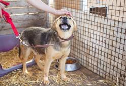 Anziana muore e lascia 1 milione di euro al Comune per costruire un gattile e un canile
