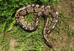 Viene trovata morta con un pitone intorno al collo: in casa aveva 140 serpenti
