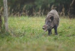 Un cinghiale ha trovato 20mila € di cocaina nel bosco