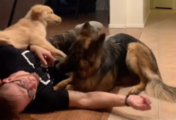 Il padrone cade e i due cani "discutono" su come soccorrerlo: l’esilarante video
