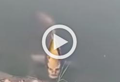 Avvistato in Cina uno strano pesce dal volto umano, sembra Voldermort