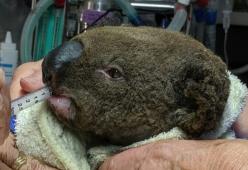 I koala si stanno estinguendo anche a causa dei devastanti incendi in Australia