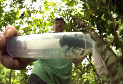 L'ape più grande al mondo non si è estinta: ritrovata dopo 38 anni