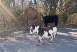 Animali vaganti, il post della polizia è virale: «Seguono la stella cometa»