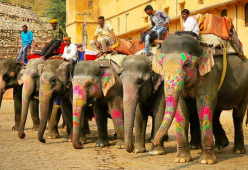 La Cambogia vieta i tour turistici sul dorso degli elefanti